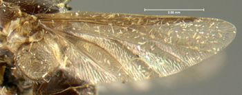 Media type: image;   Entomology 1070 Aspect: wing